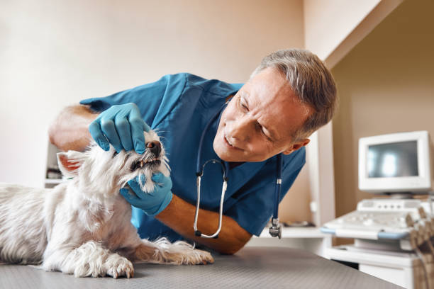 Best Emergency Root Canal Treatment in Eaton, IN